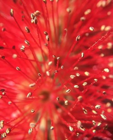 macro flowerの写真素材