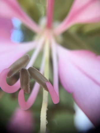 macro flowerの写真素材