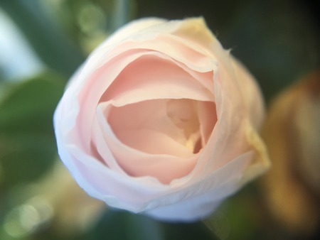 Macro rose budの写真素材
