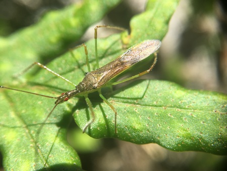 macro natureの写真素材