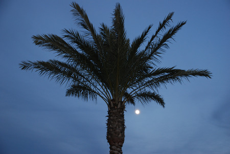 Perfect palm tree at dusk against a dark blue sky with the full moon shining behind itの写真素材