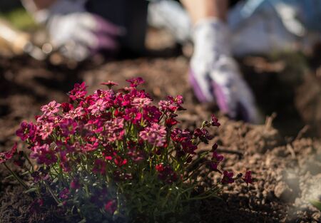 flowers in front of gardener workingの写真素材