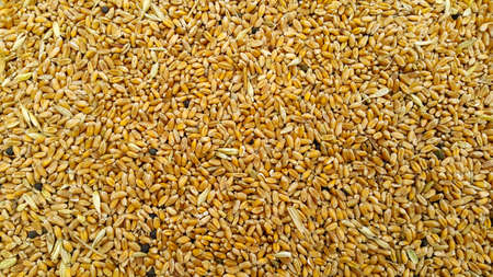 Full-frame show of Golden wheat seeds, Wheat background. Space for text.の写真素材