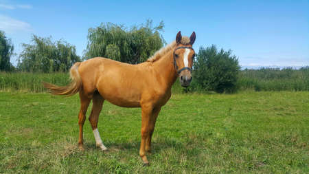 Orange Golden Horse, Mare In the Pasture, beautiful horse background.の写真素材