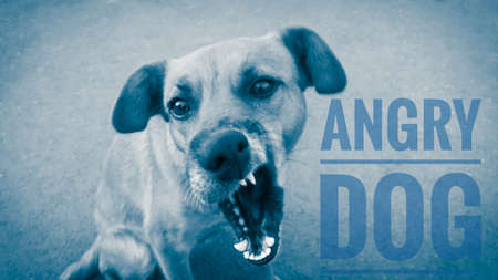 An angry stray dog barks with his mouth open, close-up and with a blue tinge, like in a nightmare.の写真素材