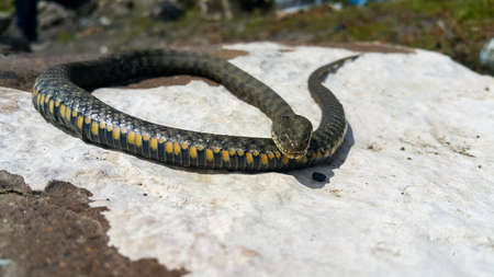 Selective focus on the reptile's head. Common Water Snake (Natrix). The snake Natrix lies on a white stone. Python is black and orange. The Mora snake looks ahead. The concept of wild nature.の写真素材