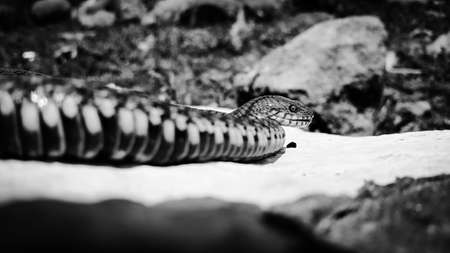 Selective focus on the reptile's head. Common Water Snake (Natrix). The snake Natrix lies on a white stone. Python is black and orange. The Mora snake looks ahead. The concept of wild nature.の写真素材