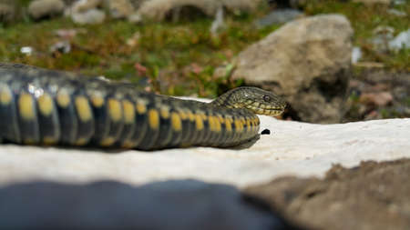 Selective focus on the reptile's head. Common Water Snake (Natrix). The snake Natrix lies on a white stone. Python is black and orange. The Mora snake looks ahead. The concept of wild nature.の写真素材