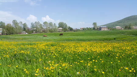 Wild yellow flowers flutter in the wind. Background of the flight. Anti-stress background. Calming video. Rural landscape on the field.の写真素材