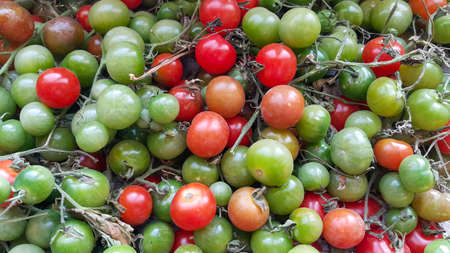 Cherry tomatoes. Red, green, small-fruited and spherical tomatoes. Harvest. Background of vegetables. Crude product.の写真素材