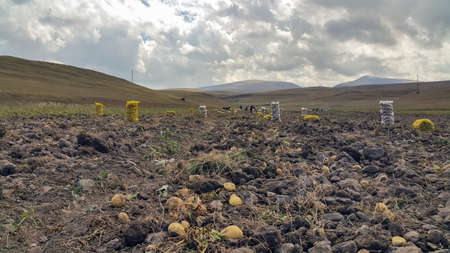 Bags of freshly picked potatoes in the field. The autumn harvest. Agriculture and farming. Organic vegetables. Harvest. Rural landscape.の写真素材