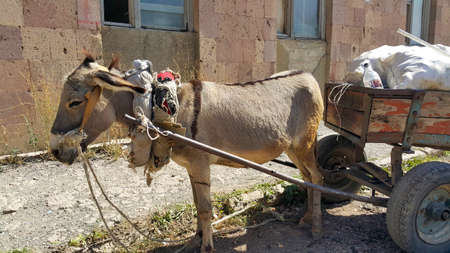Donkey with a cart and cargo. On carts drawn by a donkey. Pet. A heavy yoke. Assistant for transporting cargo and bags. Like old times. The concept of labor and poverty.の写真素材