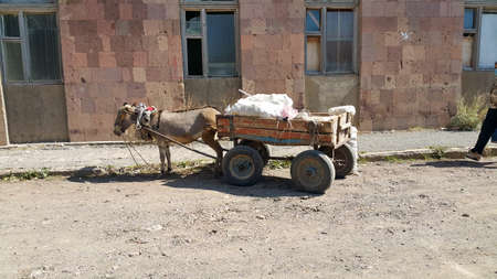 Donkey with a cart and cargo. On carts drawn by a donkey. Pet. A heavy yoke. Assistant for transporting cargo and bags. Like old times. The concept of labor and poverty.の写真素材