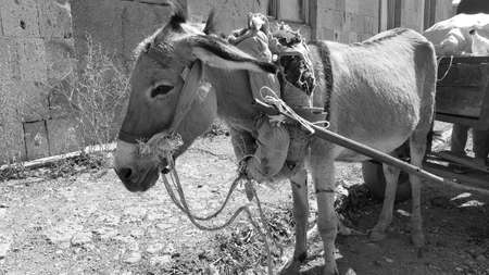 Donkey with a cart and cargo. On carts drawn by a donkey. Pet. A heavy yoke. Assistant for transporting cargo and bags. Like old times. The concept of labor and poverty. Black and white photography.の写真素材