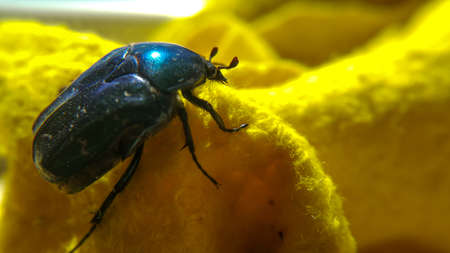 Green june beetle. Selective focusing on the beetle's head. Insects close-up.の写真素材