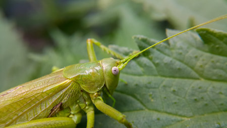 A large green locust is sitting on a leaf, the selected focus is only on the head. Wild animals and insects. Green background. Taken at close range.の写真素材