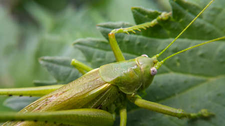 A large green locust is sitting on a leaf, the selected focus is only on the head. Wild animals and insects. Green background. Taken at close range.の写真素材