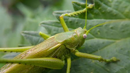 A large green locust is sitting on a leaf, the selected focus is only on the head. Wild animals and insects. Green background. Taken at close range.の写真素材