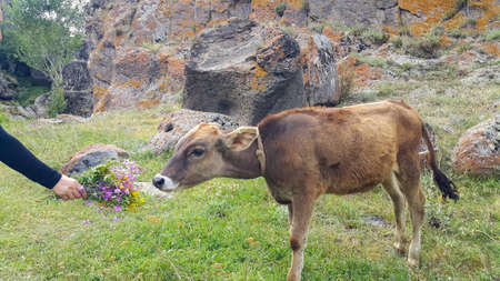 A small calf tied on a rope in a pasture. She held out her hand with the flowers and reached for the cow to feed it. Very beautiful meadows on agricultural land.の写真素材