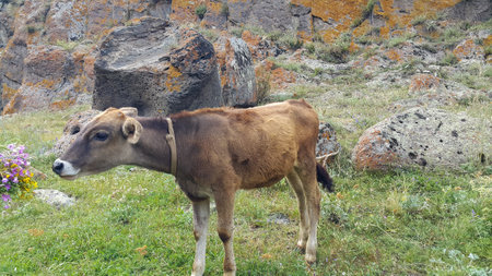 A small calf tied on a rope in a pasture. She held out her hand with the flowers and reached for the cow to feed it. Very beautiful meadows on agricultural land.の写真素材