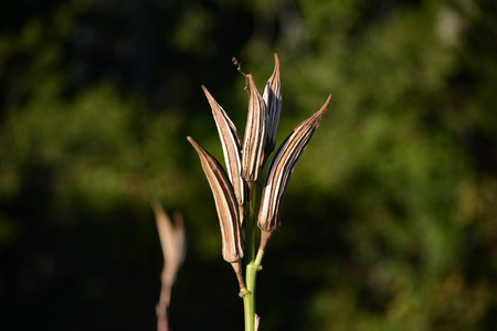 Dried Okra Plantの写真素材