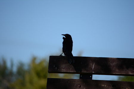Crow Silouette taking a restの写真素材