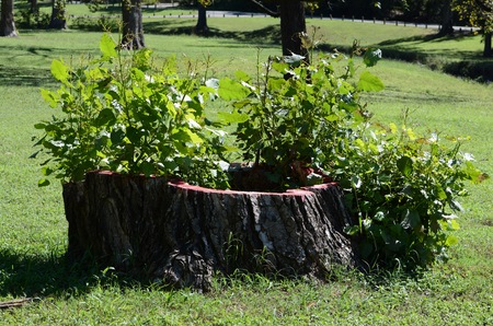 Plant Growth from Tree Stumpの写真素材