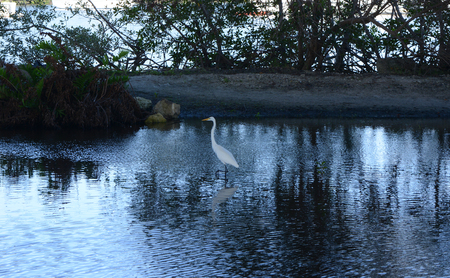 Beautiful Crane resting in the shallow waterの写真素材