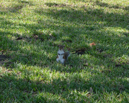 Very still Squirrel playing possumの写真素材