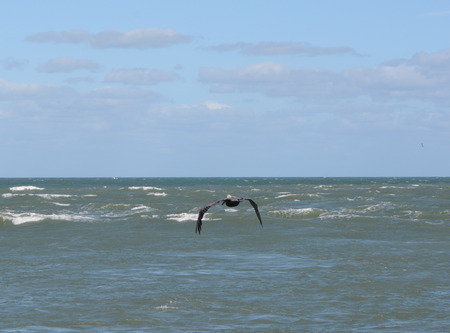 Beautiful Pelican in Flightの写真素材