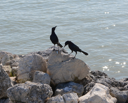Hungry Crowsの写真素材