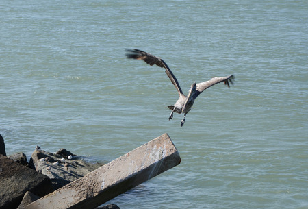 bird landingの写真素材