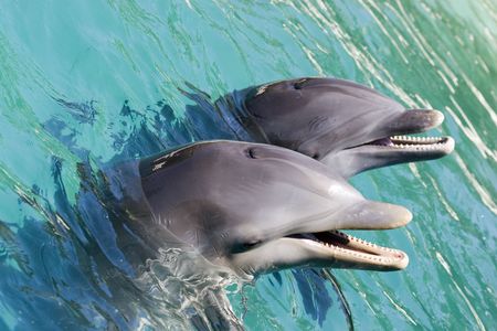 Two dolpins playing in ocean