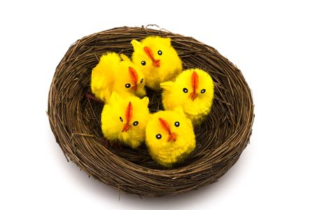  chicks sitting in nest isolated on white backgroundの写真素材