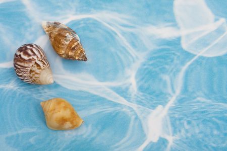 Seashells on a blue and white background with copy space