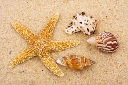Starfish with three conch shells on sand. Summer time fun