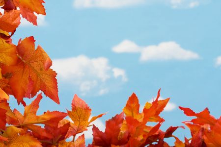 Bright coloured fall leaves on sky background, fall harvest