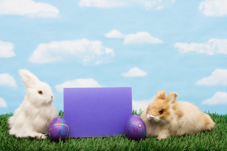 Colourful Easter eggs sitting with a bunnies on green grass background, Easter Eggsの写真素材