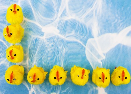 A large group of yellow chicks sitting on a blue water background, spring chickensの写真素材
