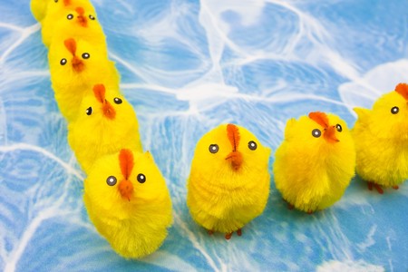 A large group of yellow chicks sitting on a blue water background, spring chickensの写真素材