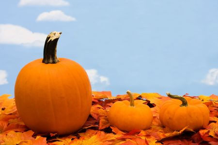 A pumpkin sitting on fall leaves on a sky backgroundの写真素材