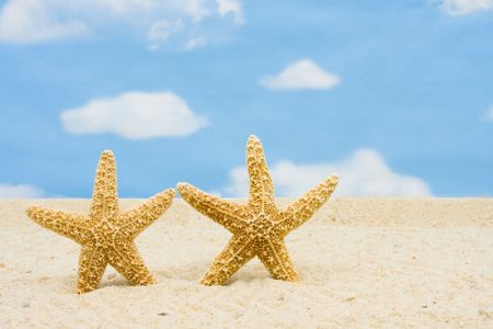 Starfish standing in the sand with sky background, sea shellsの写真素材