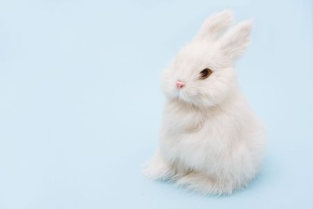White bunny rabbit sitting on a blue background, bunnyの写真素材