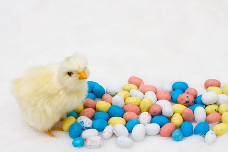 Easter eggs with a baby chick on a white background, Happy Spring Timeの写真素材