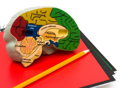 A model brain on a book isolated on a white background, Studying