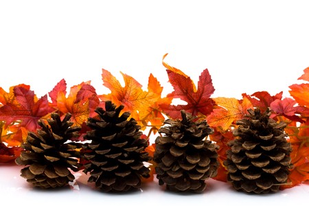 Fall leaves and pinecone isolated on a white background, fall borderの写真素材