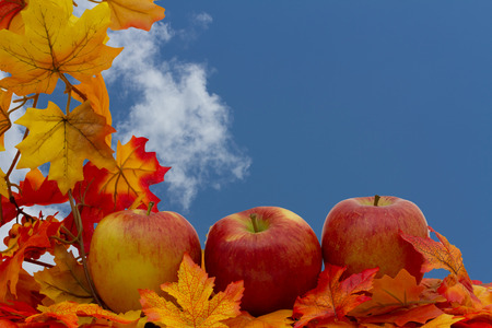 Three apples on fall leaves with sky background