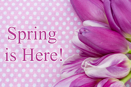 Spring is Here Greeting, Some tulips with blue sky and text Spring is Here!