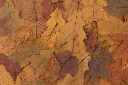 Orange and Brown Autumn Leaves Background