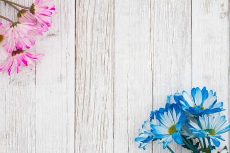 Blank blue and pink daisies bunch of flowers on a weathered whitewashed wood background with copy space for your spring messageの写真素材
